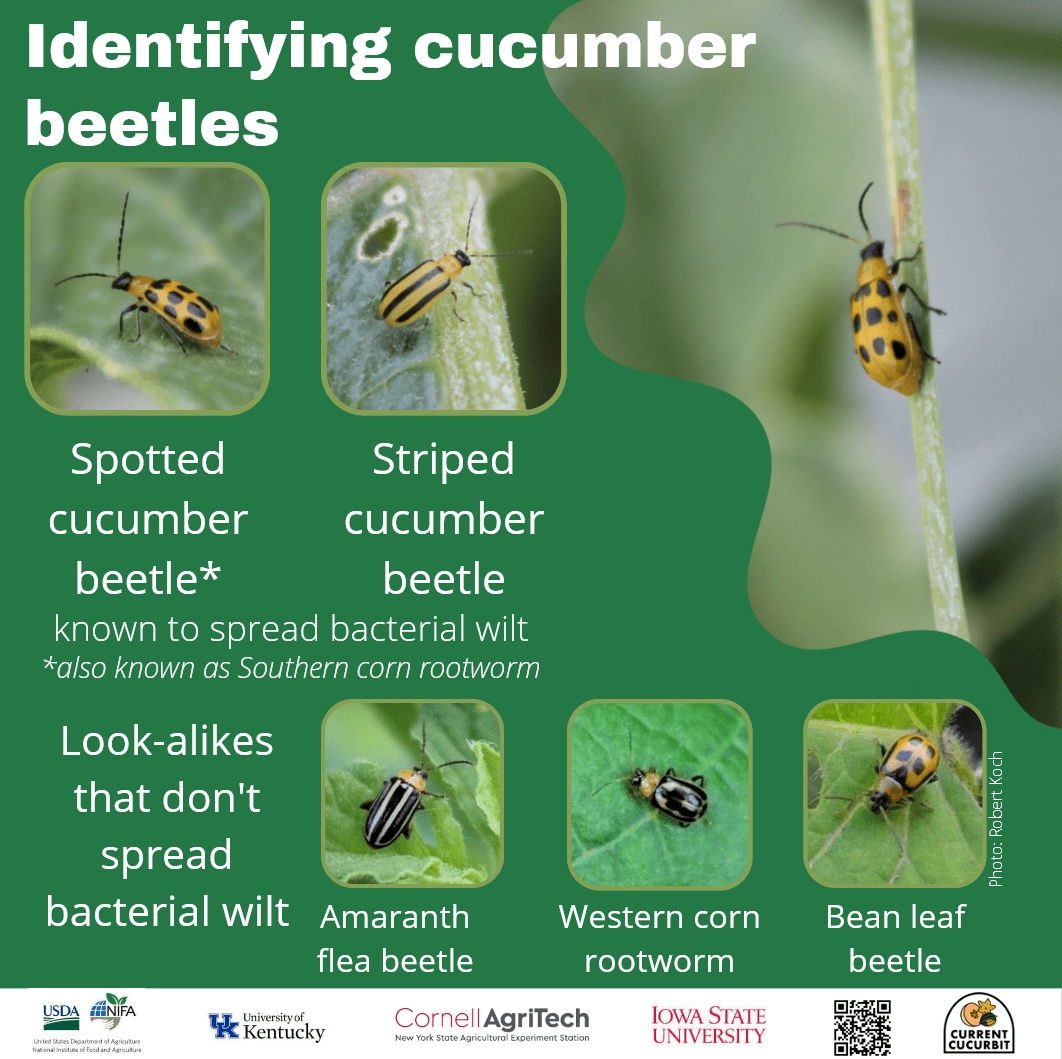 How do I identify cucumber beetles? Current Cucurbit